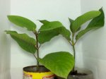 Купить Черенок кратом Kratom, Ketum (Mitragyna speciosa) (живое растение)