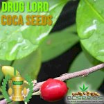 Купить Семена коки Drug Lord Coca Seeds